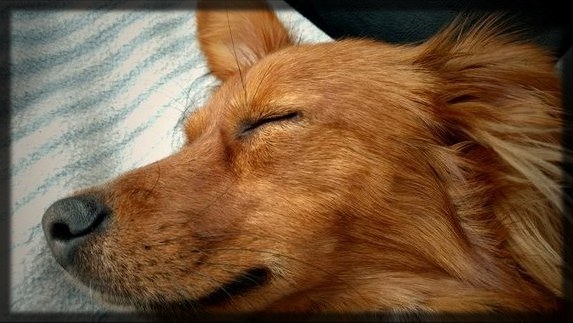 Entspannt schlafender Hund