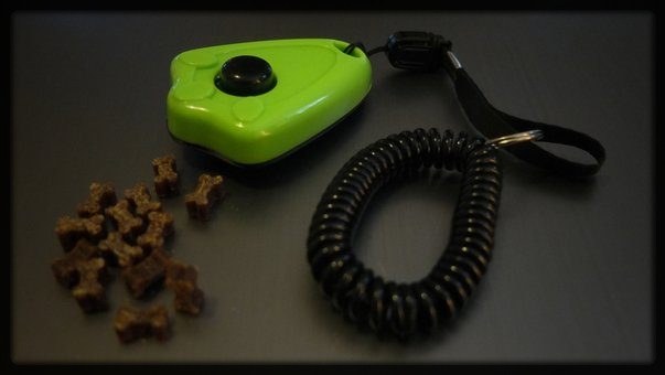 Clicker und Leckerlis für das Training